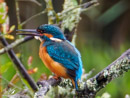 Kingfisher - Zimorodek